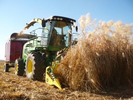 Biomass