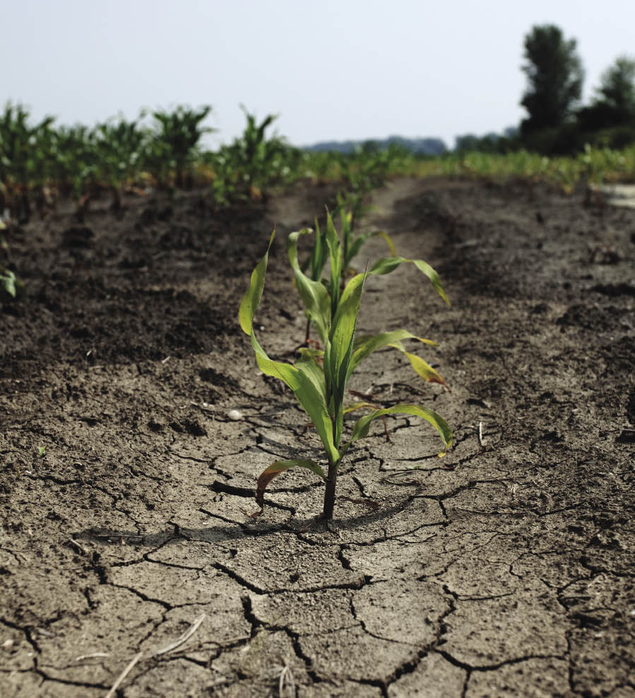 Dry field Dry field