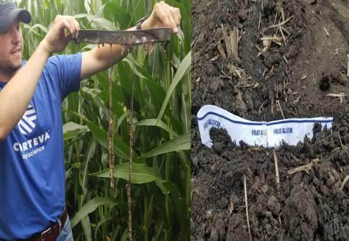 Holey underwear buried in soil showing good microbial health.