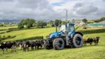 Tractor Surrounded by Cows