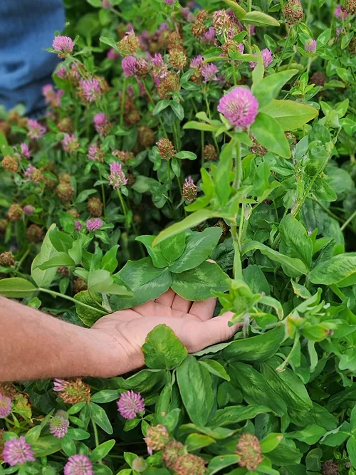 GO Seed Q Red Clover, 2,4-D Tolerant.jpg