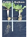 GO Seed TapIt Hybrid Brassica.png