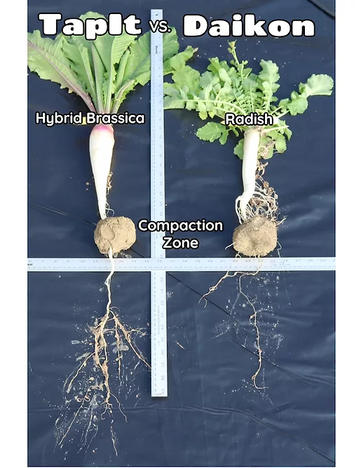 GO Seed TapIt Hybrid Brassica.png