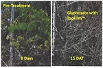 biosorb top film copy.png