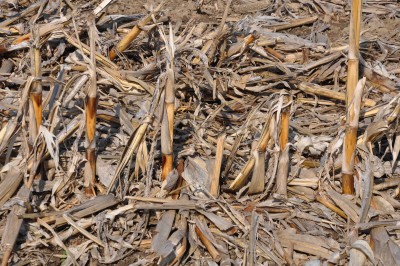 Stover removal may be possible on some of the non highly erodible land that Roger Zylstra farms in central Iowa. 