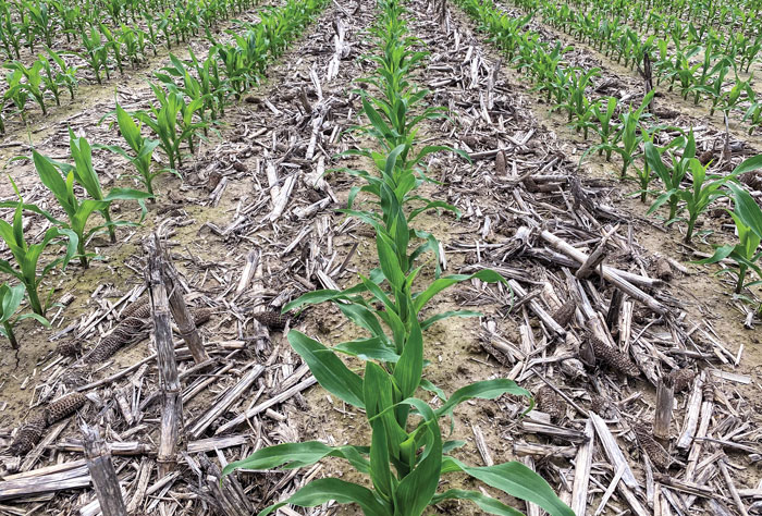 HTS-Strip-Till_Banded-Ag-strips.jpg
