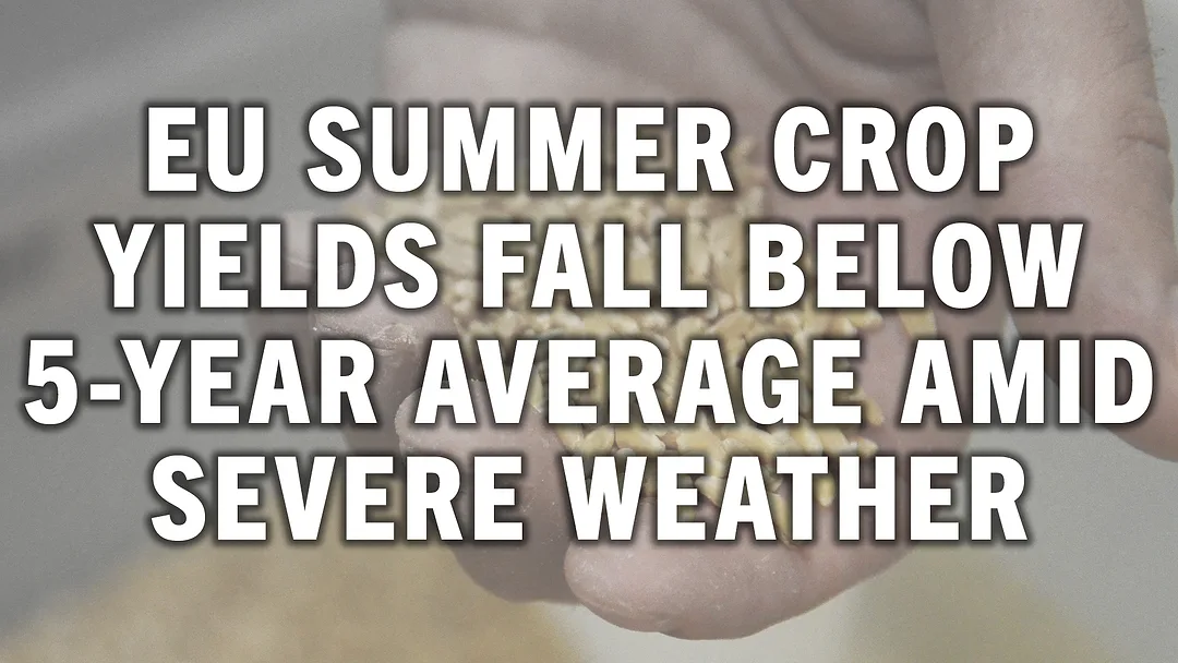 EU Summer Crop Yields Fall Below 5-Year Average Amid Severe Weather.jpg