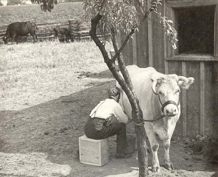 Henry Ford Shorthorn cattle farm